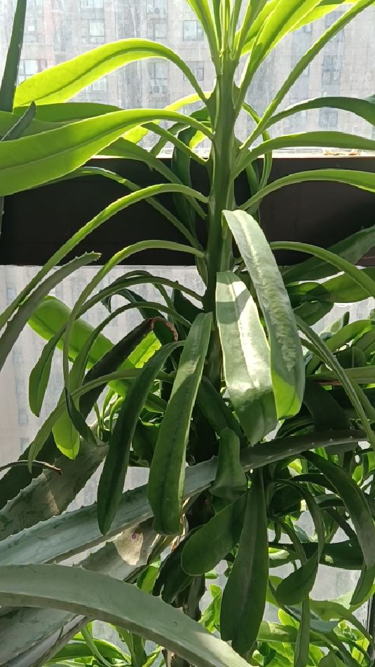 我的花花草草鲜艳夺目的龙骨草,美丽无比