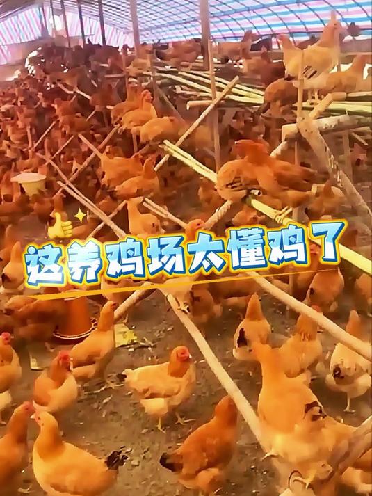 这养鸡场太懂鸡了 #抖音助农# #养鸡# #农村生活# #科普# #新农人计划##优质视频