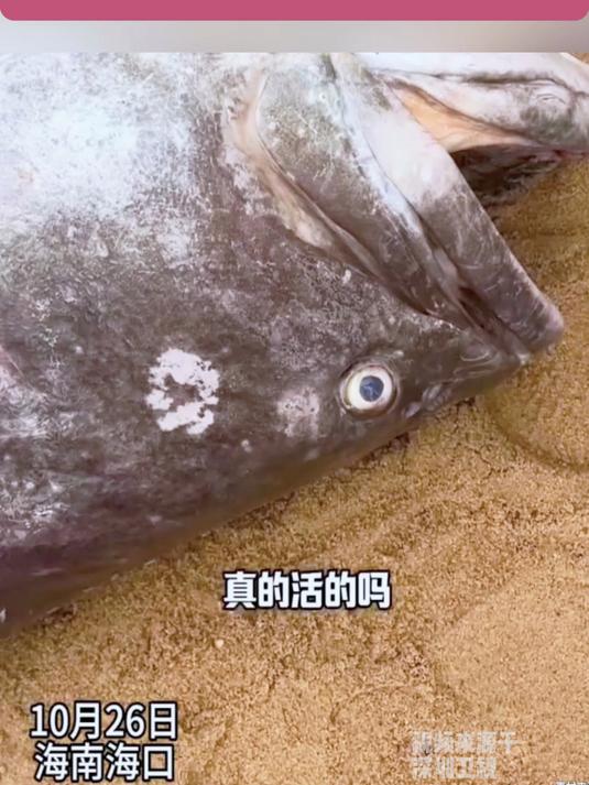 海口渔民捕获163斤罕见石斑鱼,两名成年壮汉一起才抬得动,网友:溜达一圈让同行们羡慕一下