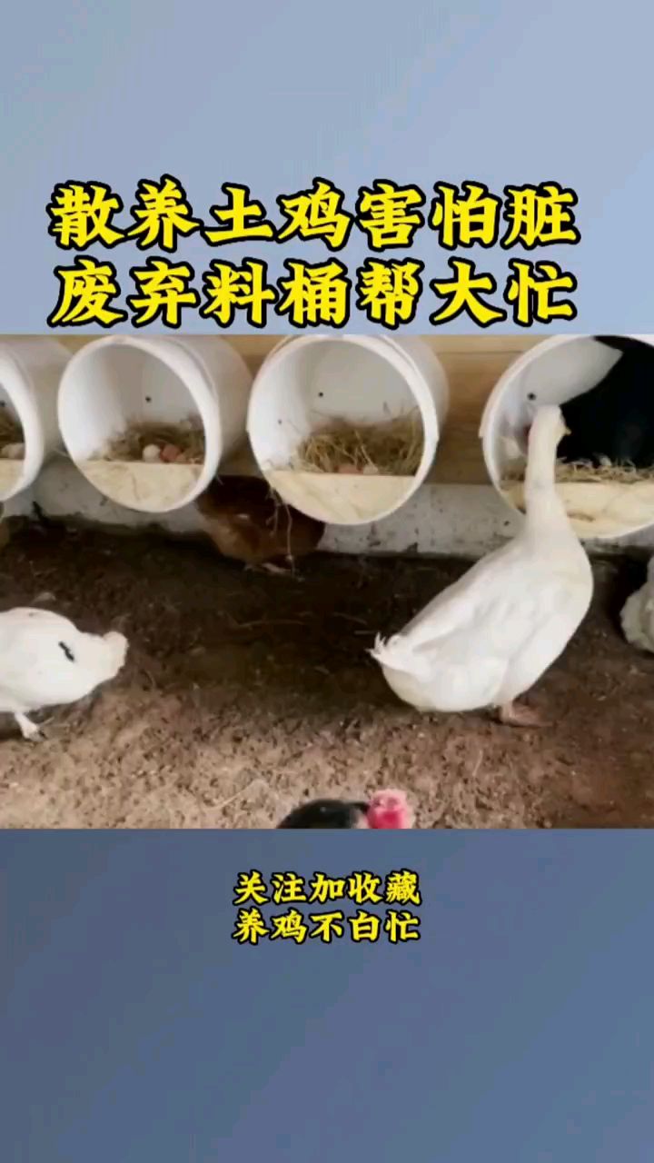 这样的鸡窝你见过吗