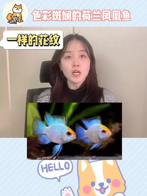 色彩斑斓的荷兰凤凰鱼宠物荷兰凤凰鱼宠物鱼小夏说保#新手养狗注意事项#