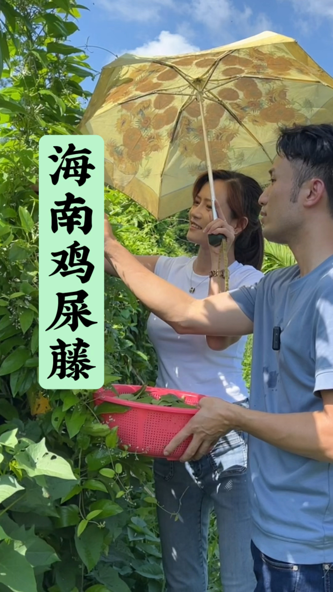 鸡屎藤因为这一股“臭