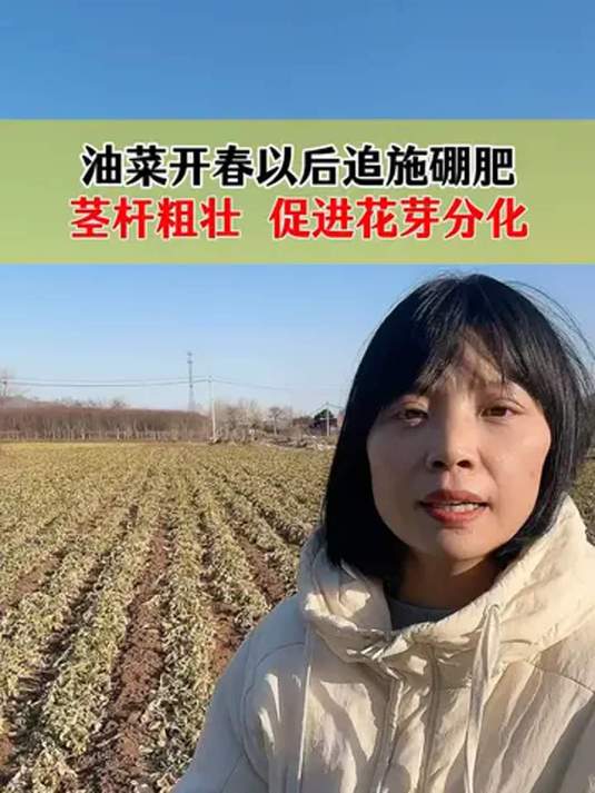 油菜开春补硼肥很关键 促花芽分化 增粒饱满多结荚