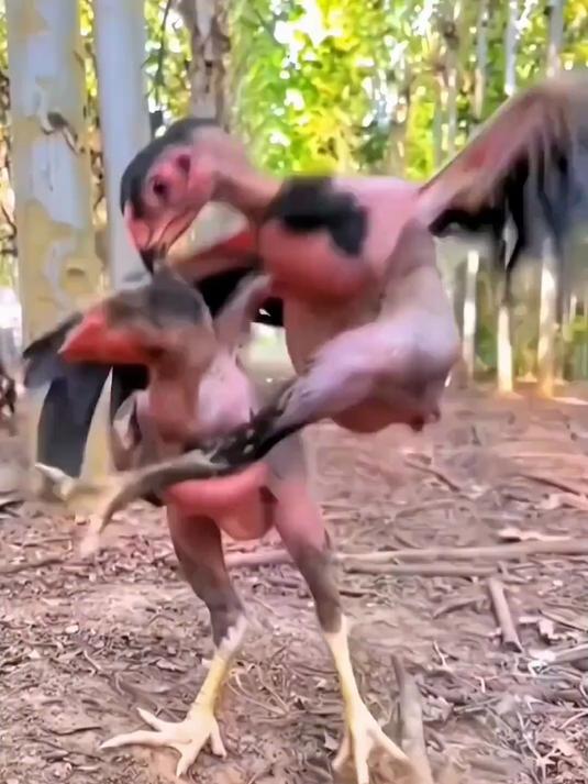 斗鸡打架,有比这更精彩的吗?