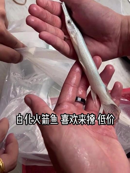 白化火箭鱼