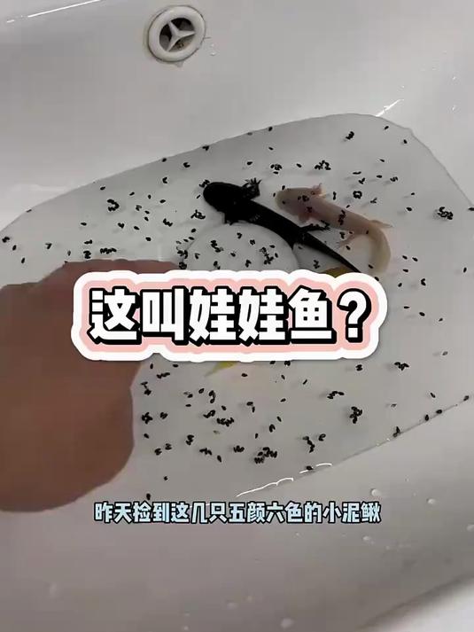 这叫娃娃鱼?