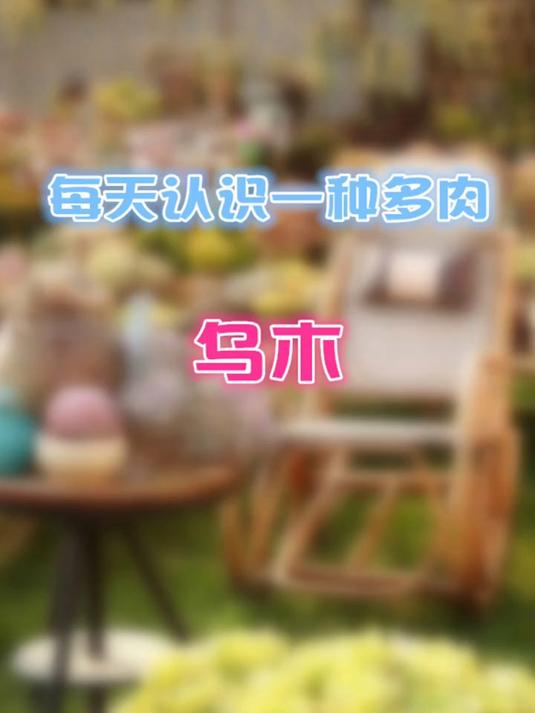 羽安讲多肉：乌木