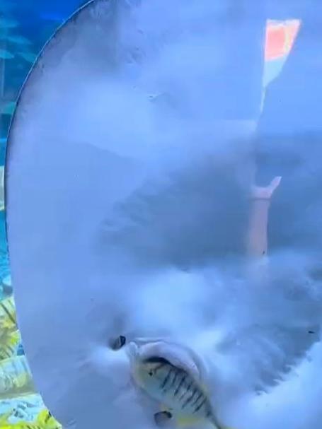 海洋馆魔鬼鱼偷吃同事,动作悄咪咪,网友:像极了偷吃零食的小孩