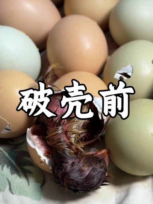 激动人心的时刻,小鸡即将破壳而出