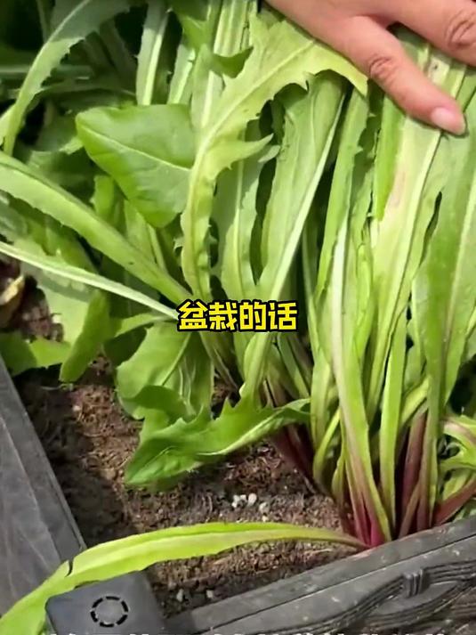 别为吃野菜发愁啦,种上蒲公英种子,美味随时到嘴边