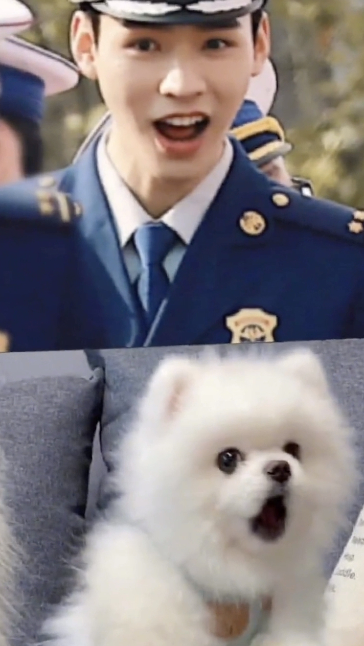 俊俊子雷人搞笑的狗狗表情包,是不是太可爱了