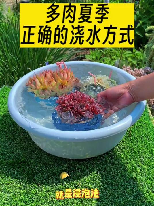 多肉植物最好的浇水方法!