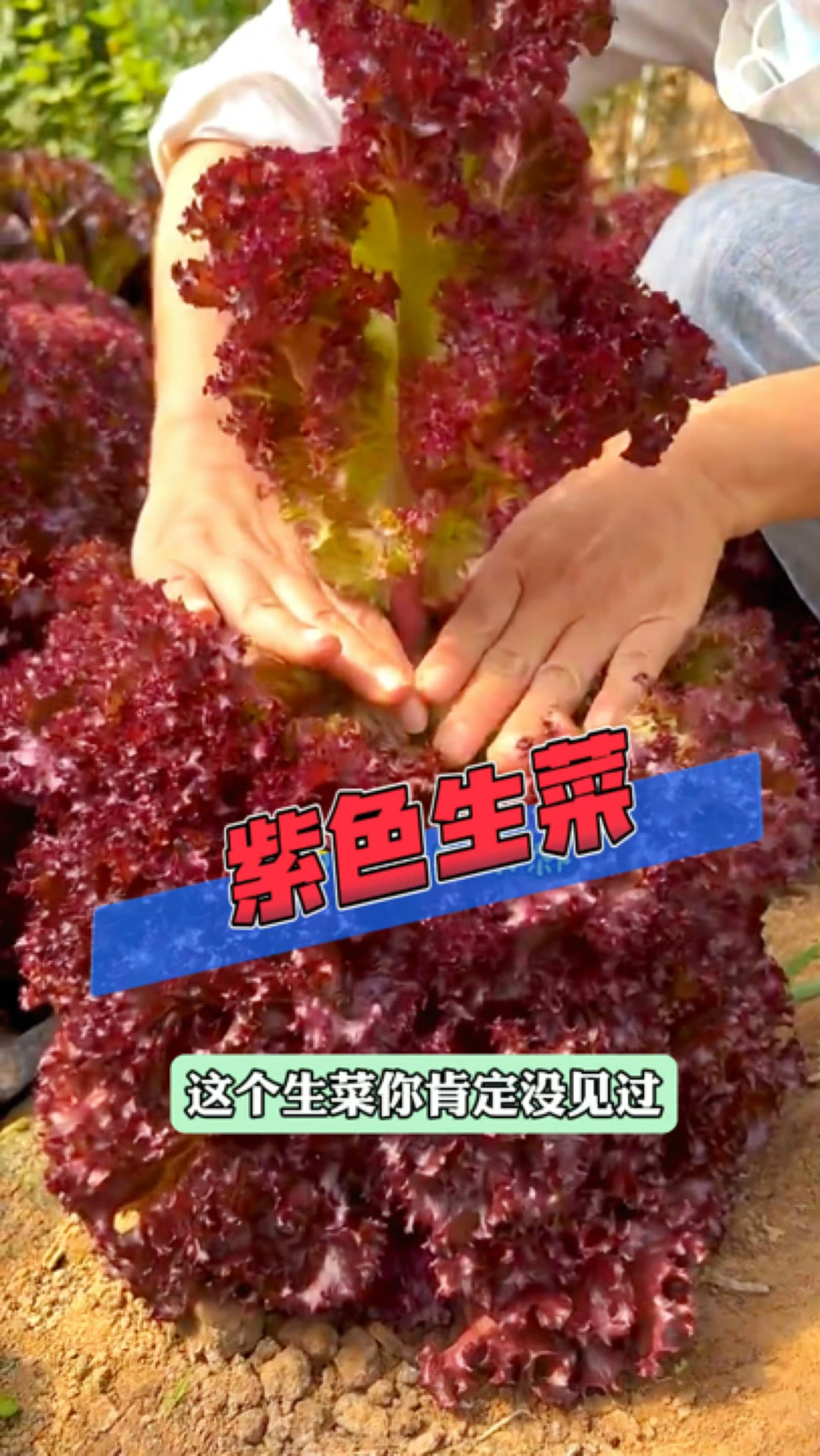 不是所有生菜都能长一米多,这就是紫色生菜