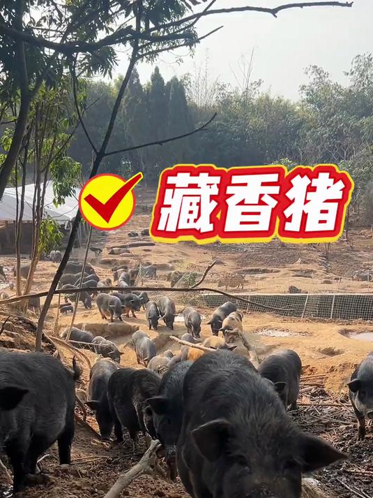 真正林下散养的藏香猪和巴马香猪