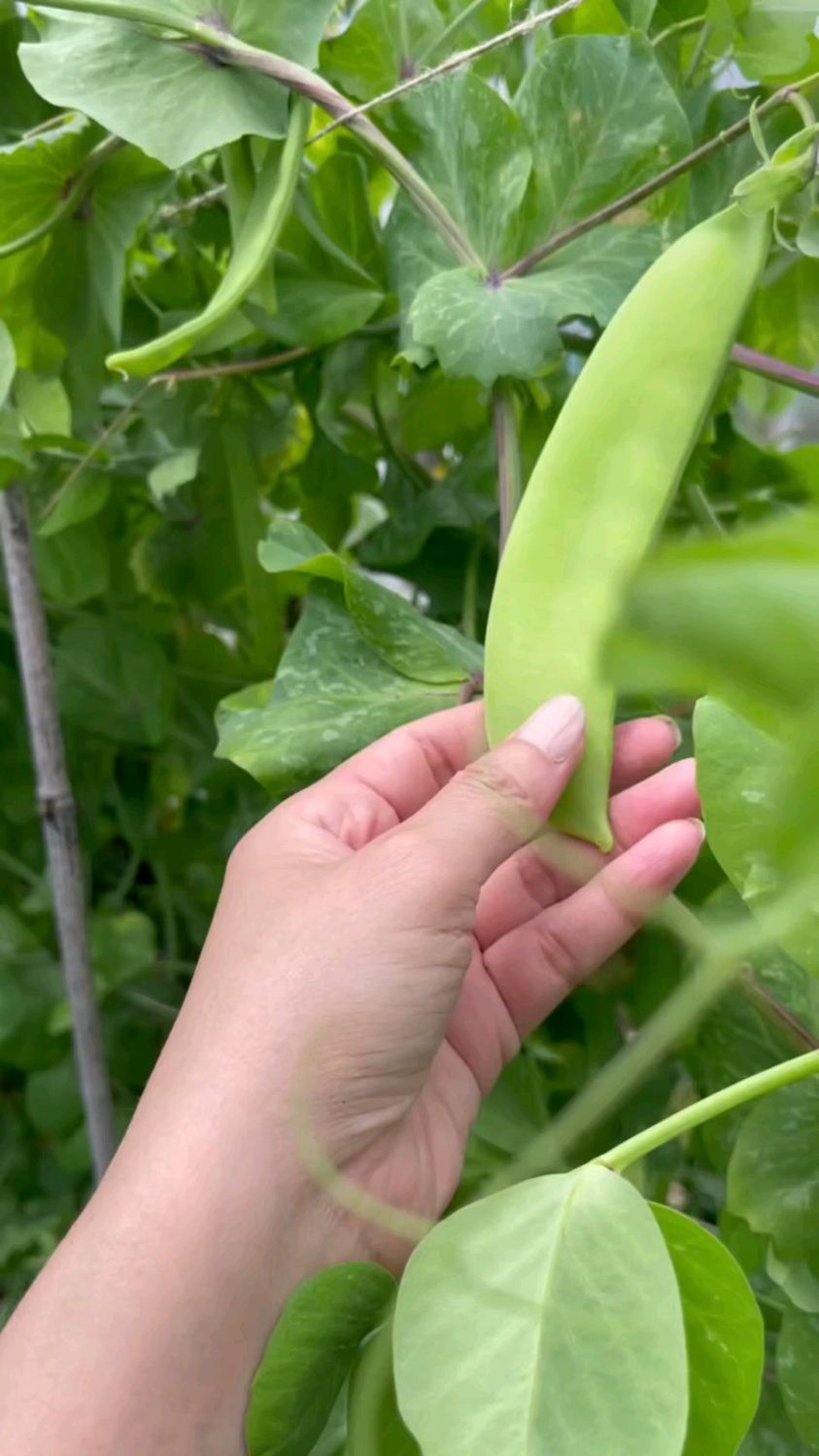 沉浸式摘豌豆荚