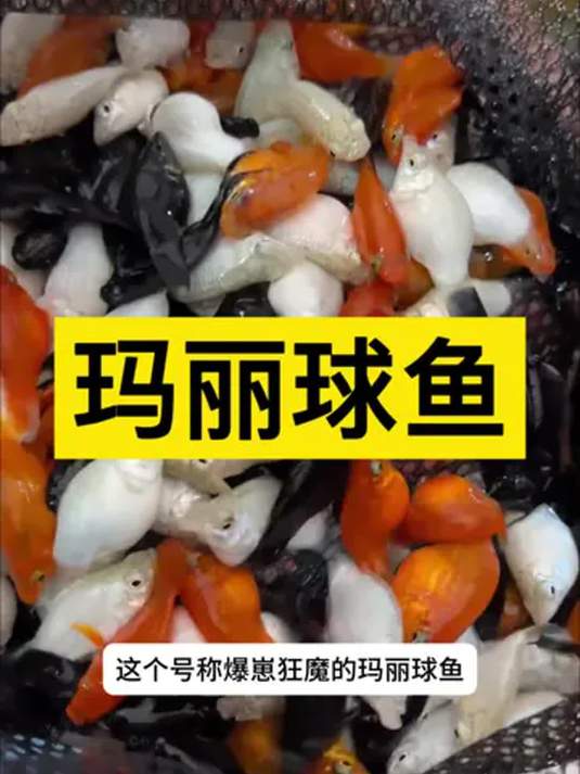 养四色玛丽球观赏鱼,这些技巧你得懂