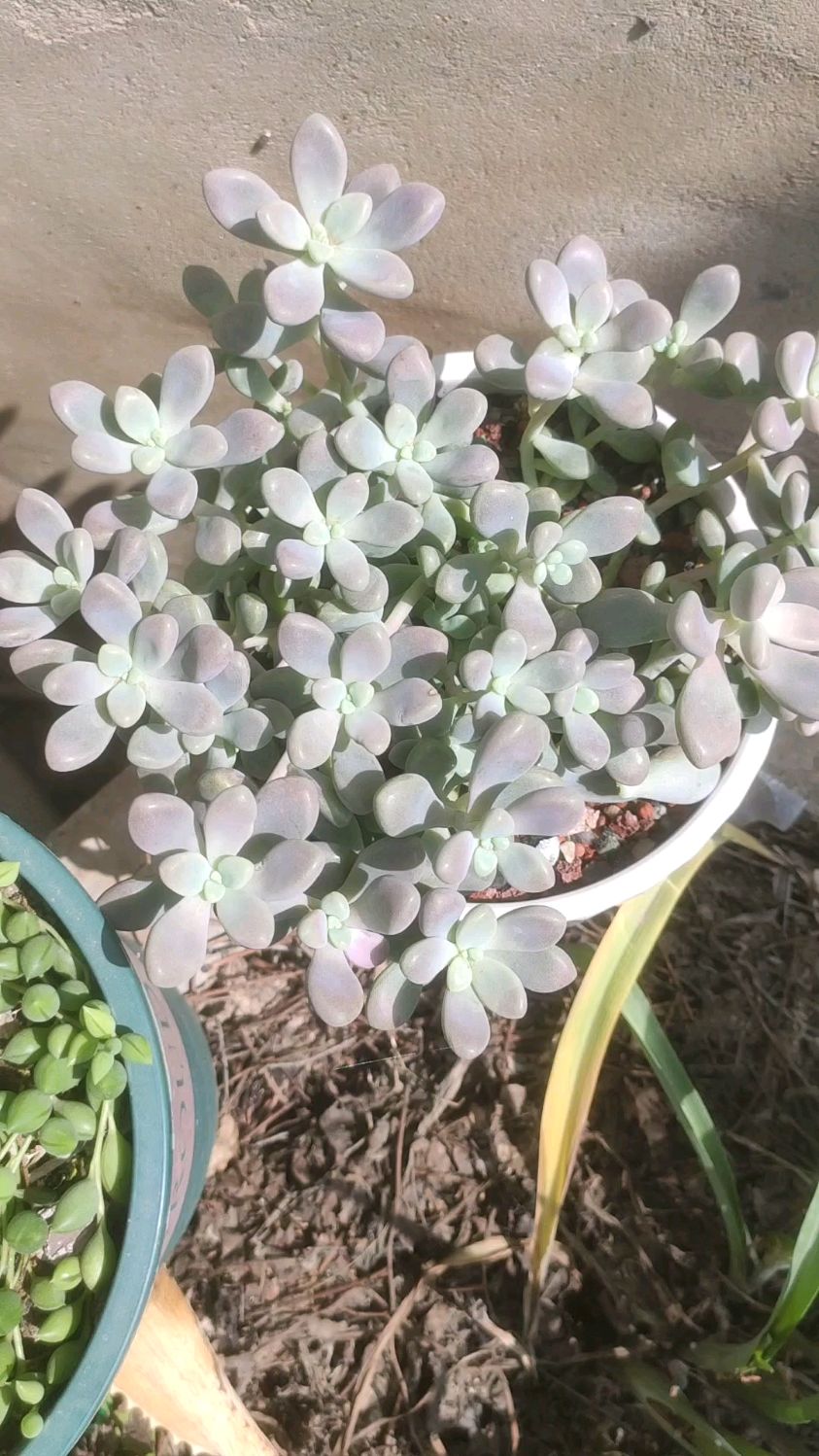 喜欢夏季出状态的多肉,就养一盆艾伦,又粉又萌的