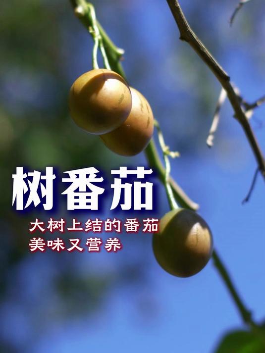 树番茄，你吃过吗？它有着独特的味道很不错的营养价值