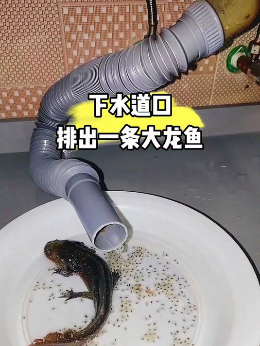 六角恐龙鱼能吃吗#三农#