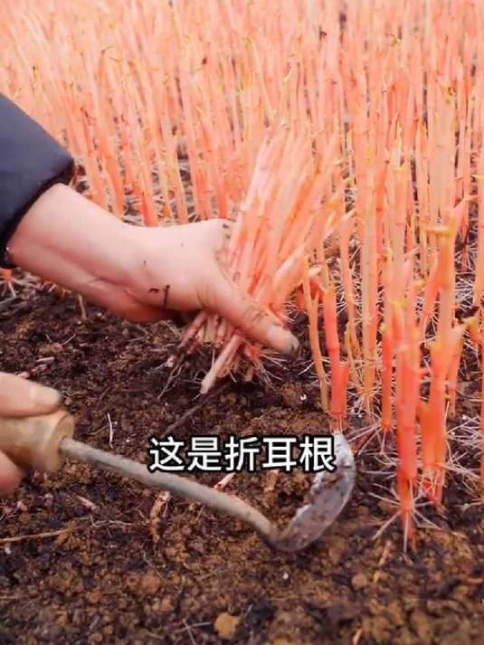 “蔬菜大合集”一口气认识100种蔬菜，你都吃过几种？
