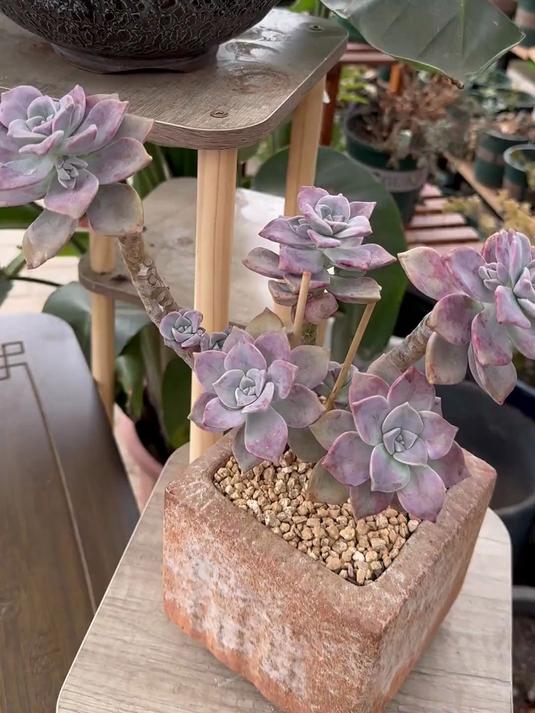 给新手推荐一款皮实好养的多肉,新手必入款