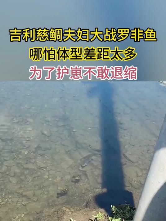 吉利慈鲷夫妇大战罗非鱼 哪怕体型差距太多 为了护崽不敢退缩