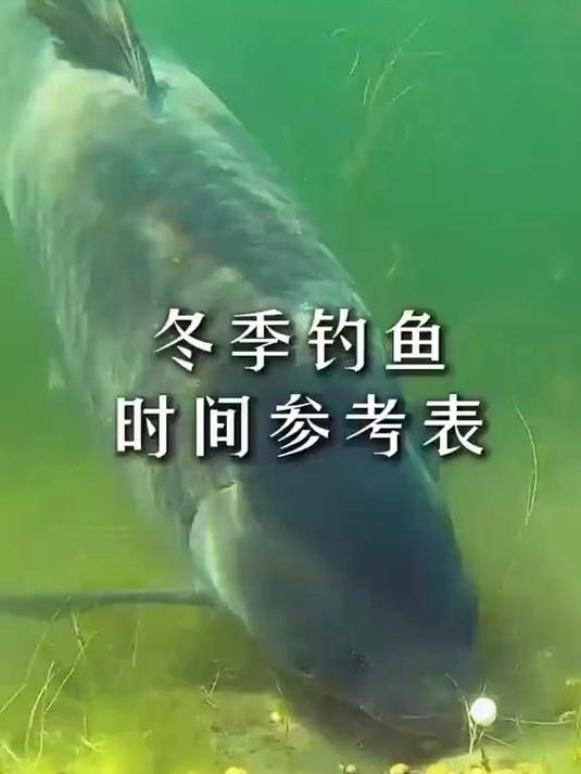 冬季钓鱼时间参考表