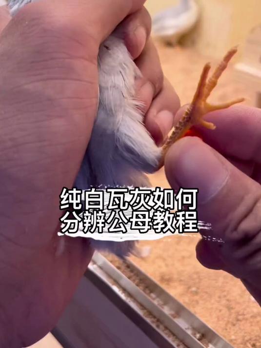 芦丁鸡 如何分公母?特别是纯白瓦灰瓦灰佩特礼服怎样分公母!