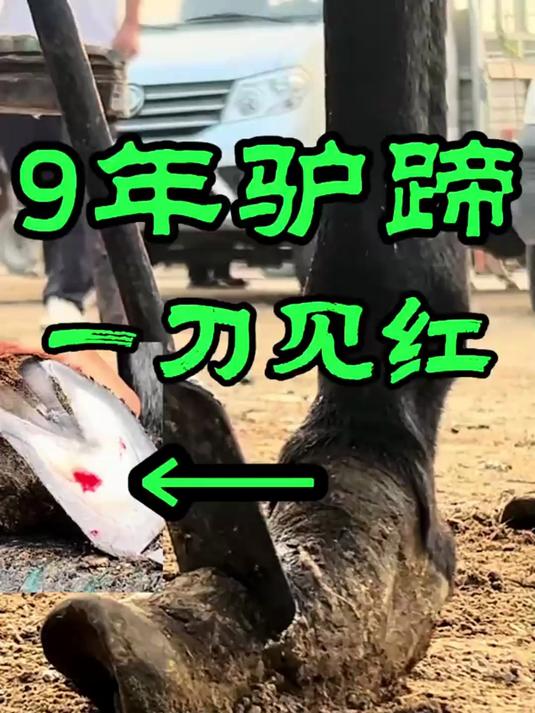 9年驴蹄遭大罪！半尺驴蹄大如棒槌硬如骨，修完得劲了！