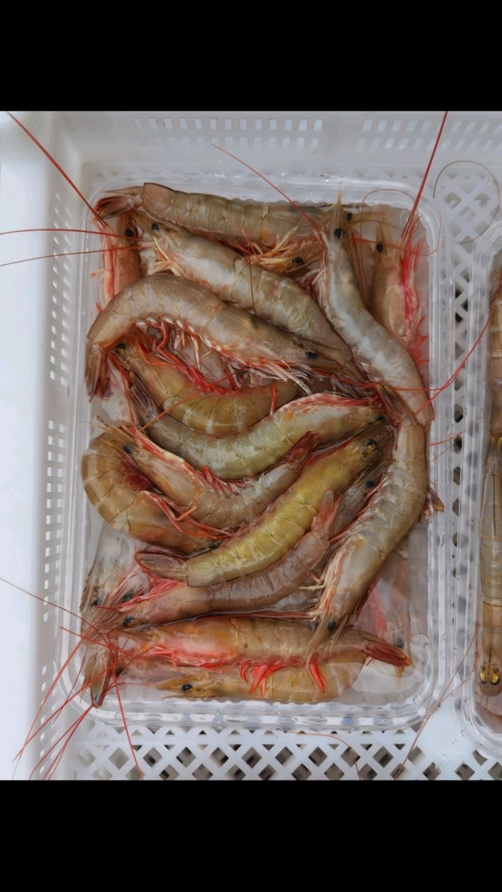 天然海鲜活冻卢虾(麻虾)卢虾