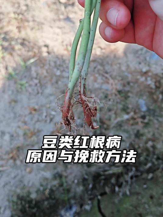 造成豆类红根病的原因及挽救方法