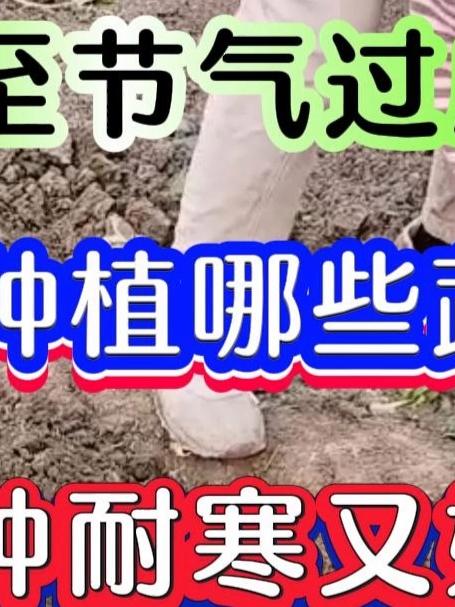 冬至过后适合种植哪些蔬菜这几种耐寒又好种