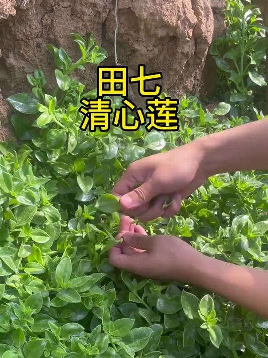 凉拌清炒煲汤,田七做法多样超好吃,多年生菜你家种了没?