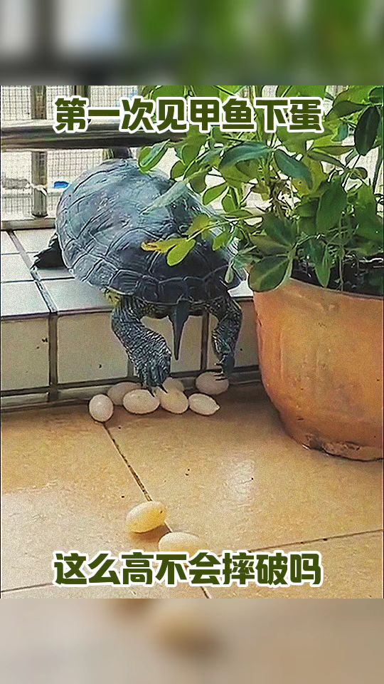 第一次见甲鱼下蛋,这么高不会摔坏吗