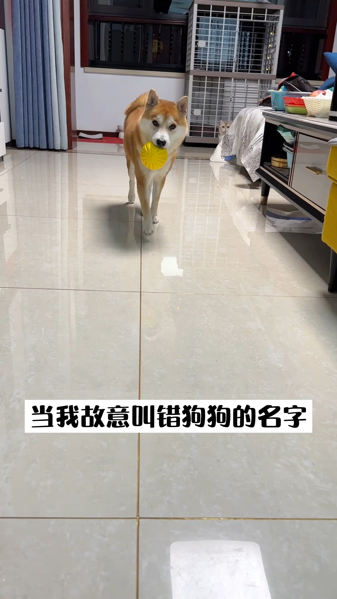 当我故意叫错狗狗的名字