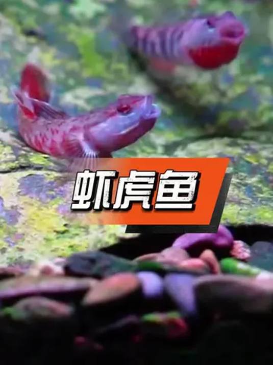 新手养鱼必知:虾虎鱼清洁超厉害,交给它省心啦