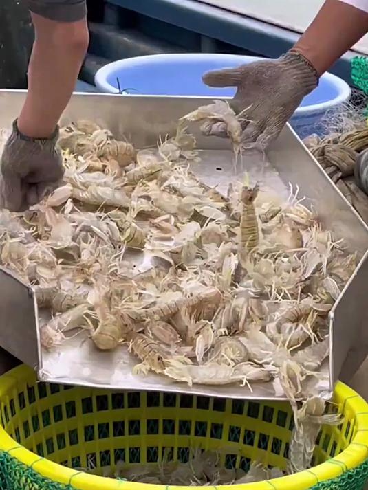 涠洲岛南湾码头!皮皮虾15一斤!价格便宜吧?来吧!