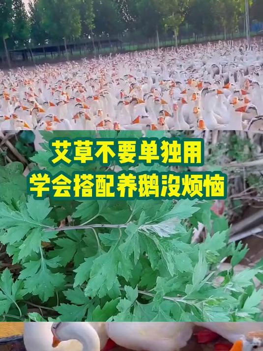 艾草不要单独用 学会搭配养鹅没烦恼