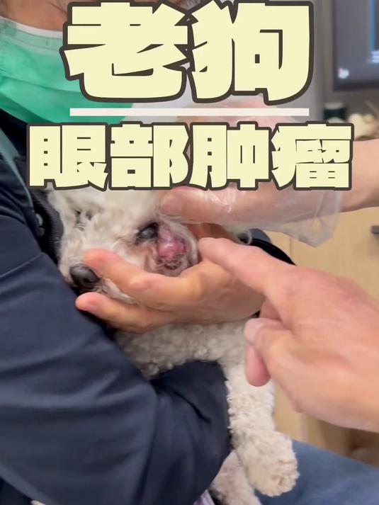 这只狗狗从小就发现眼部有一个肉球,主人一直没在意,没想到这个肉瘤越长越大