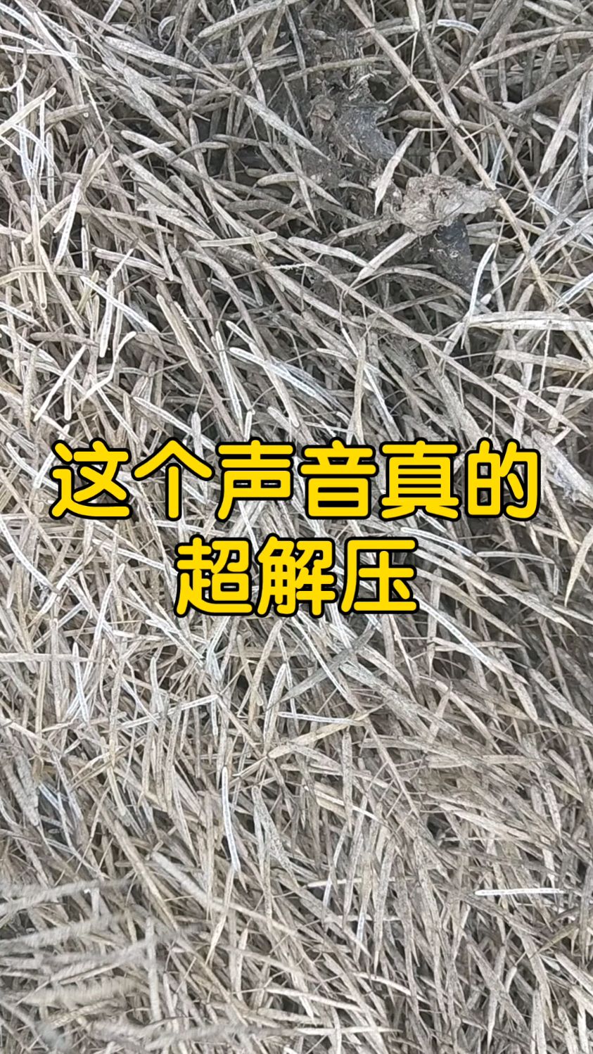 什么帮爷爷打油菜籽。爷爷手里的工具你们那里叫