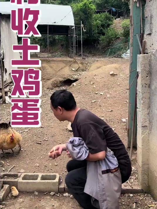 真正的土鸡蛋，到底还有多少，农村到底卖多少一个