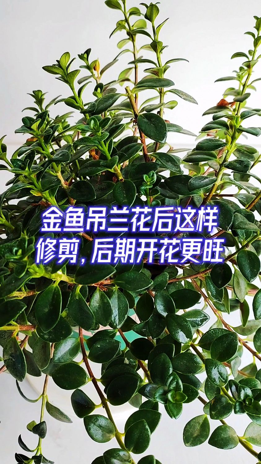 金鱼吊兰花后这样修剪,后期开花更旺
