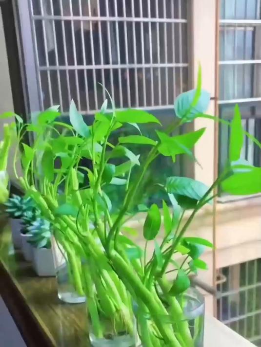 萌趣种菜时光!三叉空心菜种子,见证幼苗长成脆嫩空心菜