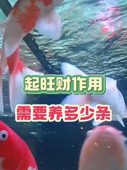 很多鱼友关心的问题,养多少条能起到旺财的作用
