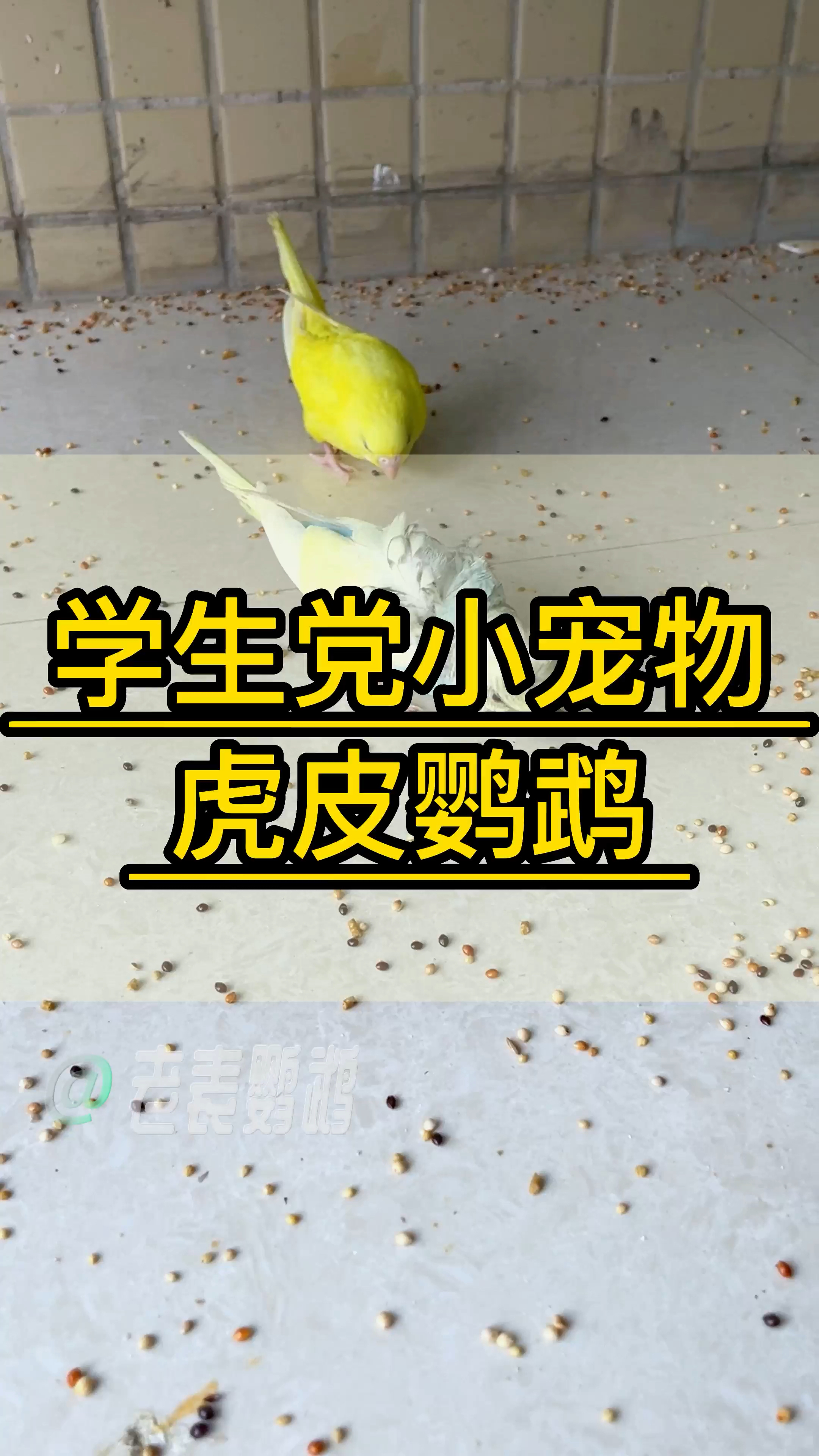 学生党小宠物—虎皮鹦鹉