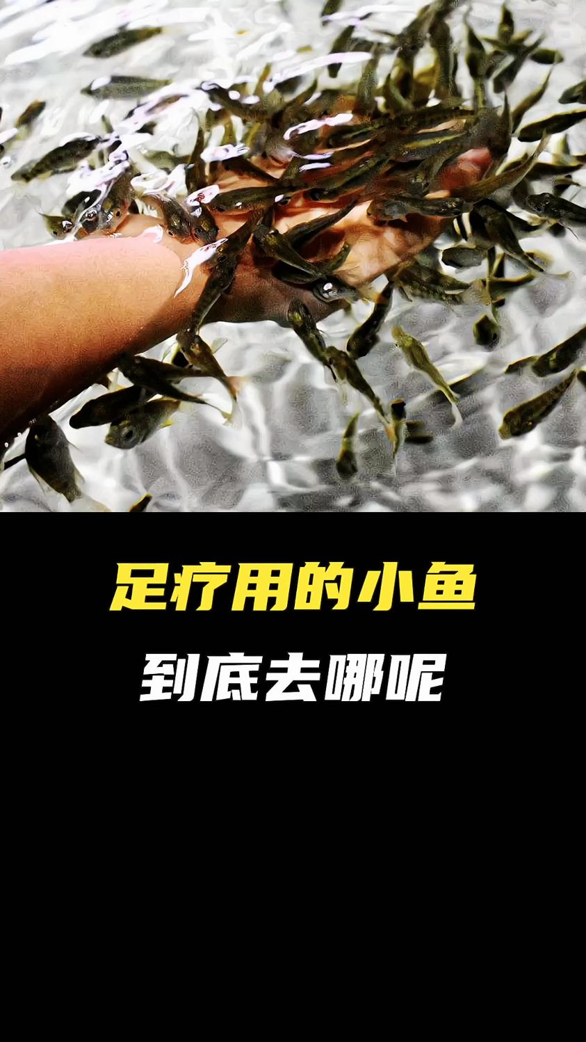 足疗用过的小鱼,都去哪里呢?