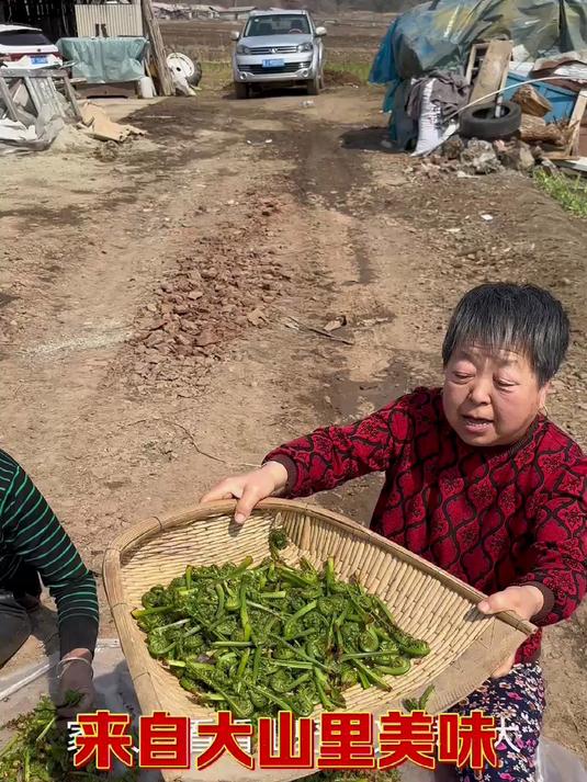 来自大山里美味山野菜黄瓜香,打个水焯,蘸酱,炒肉,炒鸡蛋包饺
