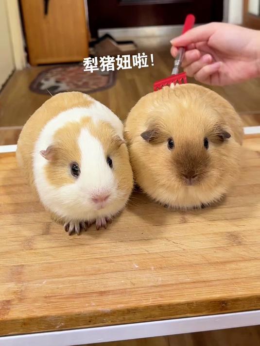猪妞叫声好可爱啊,这就是灵珠和魔丸的区别!