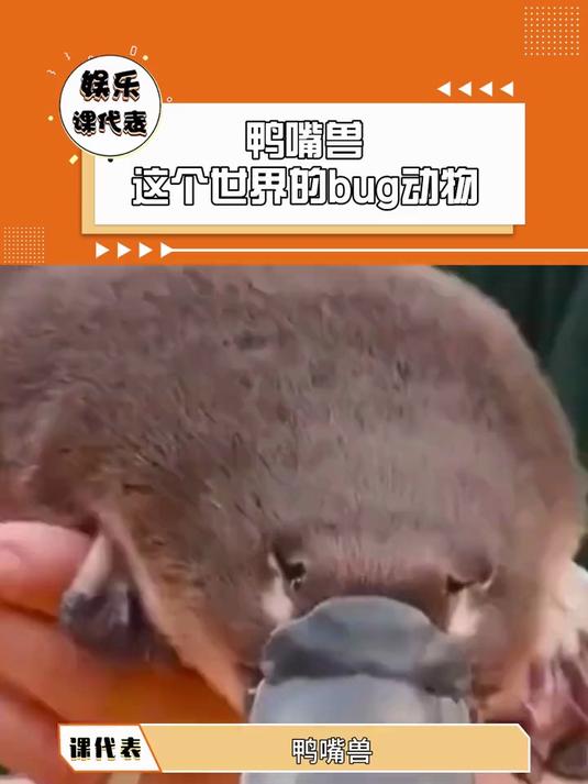 鸭嘴兽这个世界的bug动物