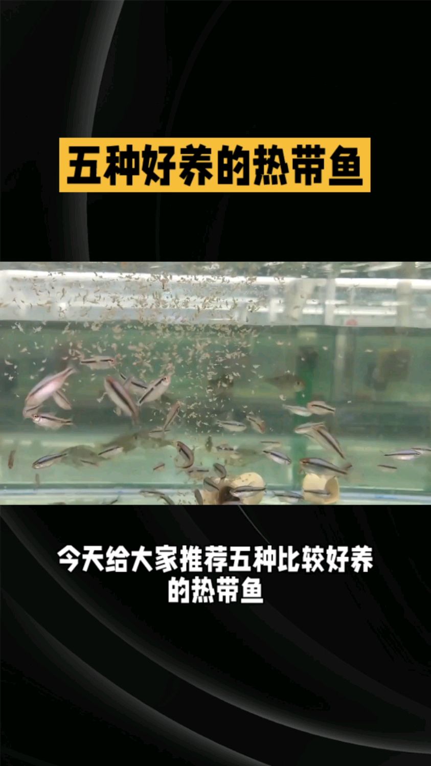 推荐五种好养的热带鱼